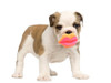 Juguete Para Perro Con Chifle Boca Labios 2