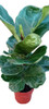 Ficus Lyrata. Gran Tamaño 0