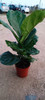 Ficus Lyrata. Gran Tamaño 1