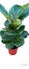 Ficus Lyrata. Gran Tamaño 3