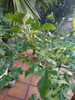 Arbol De Mora Dulce Rosa Sabrosa De 5 Años 2