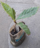 Plantines De Níspero 0