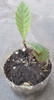 Plantines De Níspero 1