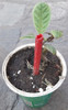 Plantines De Níspero 2