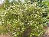 30 Semillas De Chokeberry Blackberry Gigante Aronia Fruta 3 30 Semillas De Chokeberry Blackberry Gigante Aronia Fruta 3