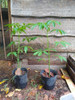 Palo Borracho Ceiba Speciosa Arbol Nativo 0