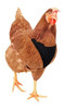 Arnes De Pollo De Malla Suave Ajustable De Hamilton 1