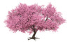 Árbol Cerezo Japonés Blanco O Rosado 0