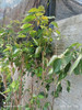 Árbol Cerezo Japonés Blanco O Rosado 1
