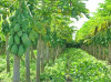 100 Sementes De Mamao Papaia  Papaya 4