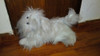 Perro De Peluche 1