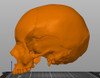Cráneo Anatómico 3d - Anatomía 2