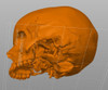 Cráneo Anatómico 3d - Anatomía 3