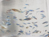 Pez Cebrita Azul 3