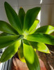 Planta Agave Atenuatta 0