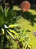 Planta Agave Atenuatta 2