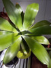 Planta Agave Atenuatta 4