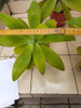 Planta Agave Atenuatta 7