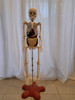 Cuerpo Humano Coleccion 1