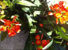 Plantas Clivias 4