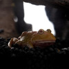 Acessórios Para Cavernas De Esconder Répteis Suprimentos De 7