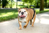 Arnes De Patas Traseras Para Perros Talle M 4