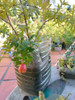 Árbol De Granada Con Fruto Comestible Lagomar X El Shopping 1