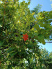 Árbol De Granada Con Fruto Comestible Lagomar X El Shopping 3
