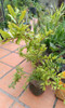 Árbol De Granada Con Fruto Comestible Lagomar X El Shopping 4