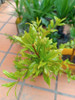 Árbol De Granada Con Fruto Comestible Lagomar X El Shopping 5