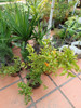 Árbol De Granada Con Fruto Comestible Lagomar X El Shopping 6