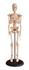 Esqueleto Humano Adulto Completo Com 45cm 0