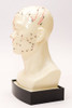 Acupuntura Modelo Cabeza 23 Cm 3
