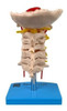 Modelo Anatômico Da Coluna Vertebral Cervical 1