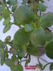 Planta - Monedita - Suculenta ( Grande ) No Hago Envios 3