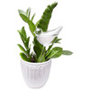 Mkono 1 Pack Self Watering Globe Plant Bulbos De Agua Bird S 2