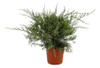 Juniperus Chinensis  Sargentii 0