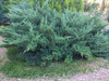 Juniperus Chinensis  Sargentii 1