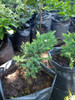 Juniperus Chinensis  Sargentii 3
