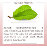 3 Pacotes Chás Goiabeira Folhas Erva Natural Chá 100% Pura 7