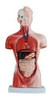 Anatomico Mini, Material Didactico Para Enseñanza, J3c219203 1