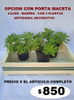 Suculenta - Sedum ( 2 Opciones )... No Hago Envios 2