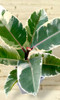 Ficus Elástica Variegada 1