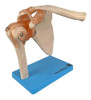 Articulação Do Ombro Com Ligamentos  Anatomico Tam Real 2
