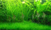 Planta Vallisneria Surtida Promo Por Mundo Acuatico 4
