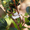 10 Prendedor Grampos Clip Amarra Plantas De Plástico Branco 5