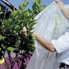 Tela Manta Térmica Antihelada Plantas Invierno 1,40 X 25 Mts 2