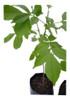 Arbol Timbo O Fresno - Nuevitos ..exelentes.. No Hago Envios 0