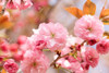 Cerezo Japones Flor  Doble. 1