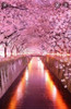 Cerezo Japones Flor  Doble. 2